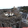 17_05-nest.jpg