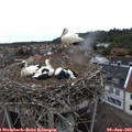 17_10-nest.jpg