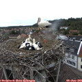 17_15-nest.jpg