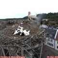 17_20-nest.jpg