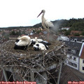 17_25-nest.jpg