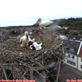 17_30-nest.jpg