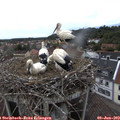 17_35-nest.jpg