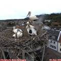 17_40-nest.jpg