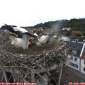 17_45-nest.jpg
