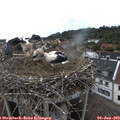 17_50-nest.jpg