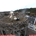 17_55-nest.jpg