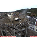 18_00-nest.jpg