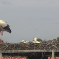18_05-mast.jpg