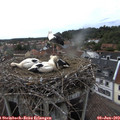 18_05-nest.jpg