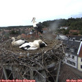 18_10-nest.jpg