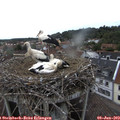 18_15-nest.jpg