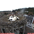 18_20-nest.jpg