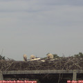 18_25-mast.jpg