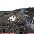 18_25-nest.jpg