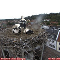 18_30-nest.jpg