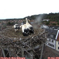 18_35-nest.jpg