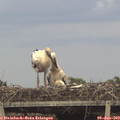 18_40-mast.jpg
