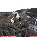 18_40-nest.jpg
