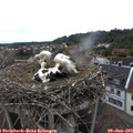 18_45-nest.jpg