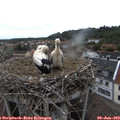 18_50-nest.jpg