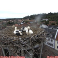 18_55-nest.jpg