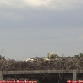 19_00-mast.jpg
