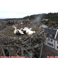 19_00-nest.jpg