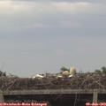 19_05-mast.jpg