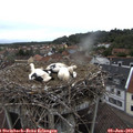 19_05-nest.jpg