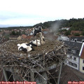 19_10-nest.jpg