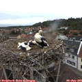 19_15-nest.jpg