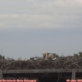19_20-mast.jpg