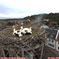 19_20-nest.jpg