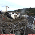 19_25-nest.jpg