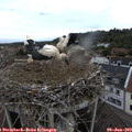 19_30-nest.jpg