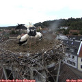 19_35-nest.jpg