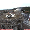 19_40-nest.jpg
