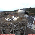 19_45-nest.jpg
