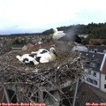 19_50-nest.jpg