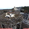 19_55-nest.jpg