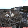 20_00-nest.jpg