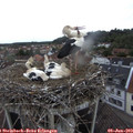 20_05-nest.jpg