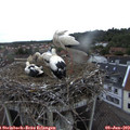 20_10-nest.jpg