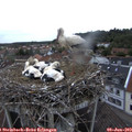 20_15-nest.jpg