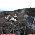 20_20-nest.jpg
