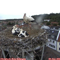 20_25-nest.jpg