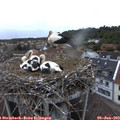 20_30-nest.jpg