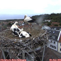 20_35-nest.jpg