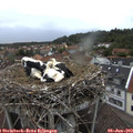 20_40-nest.jpg
